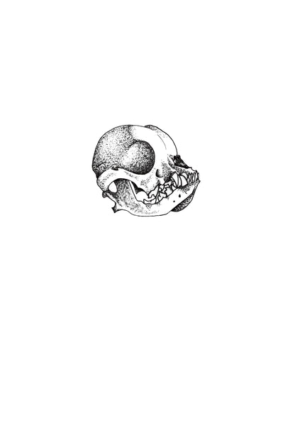 Margi Boston Terrier Skull original design hand drawn illustration 