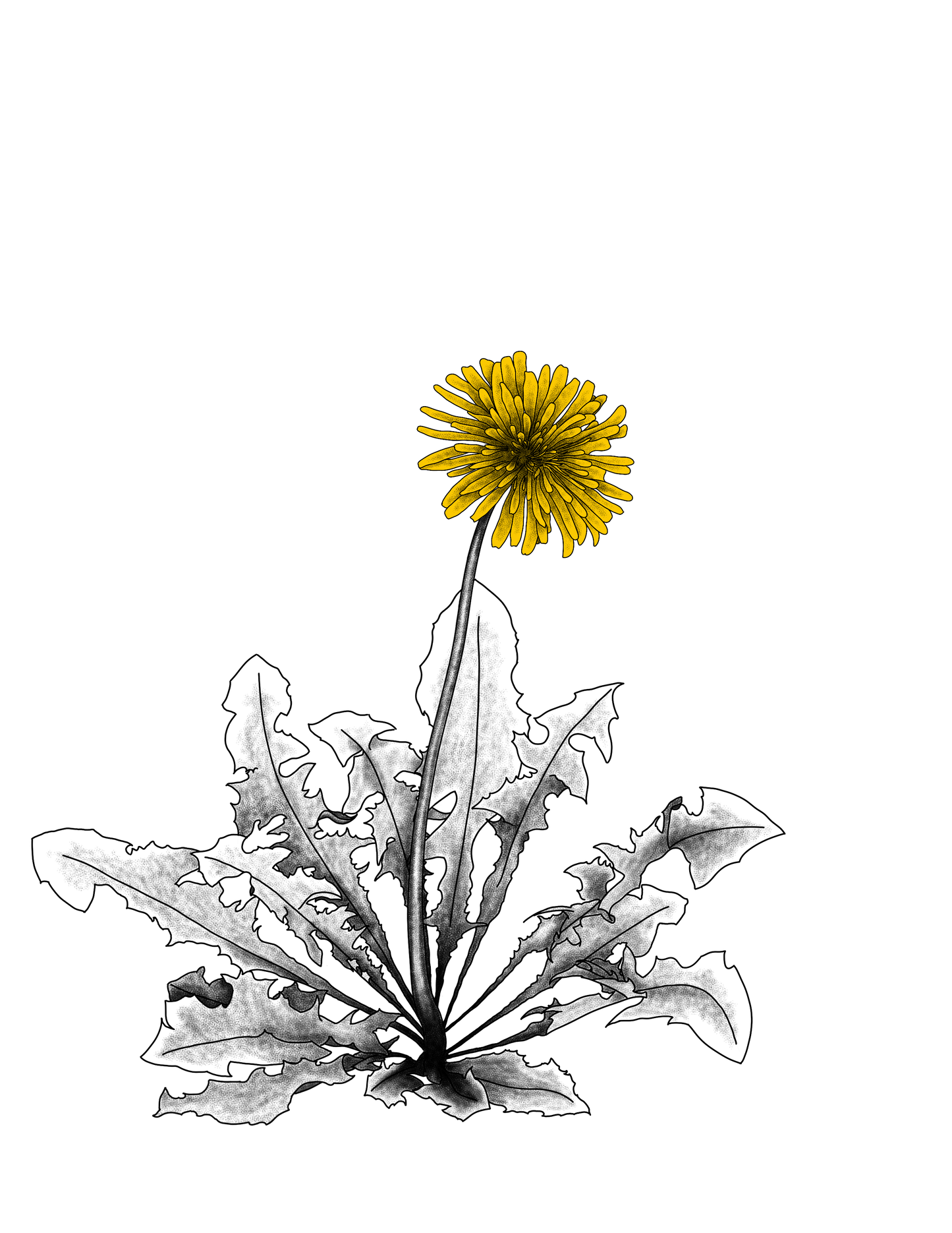 Dandelion, original drawing, black white yellow colors